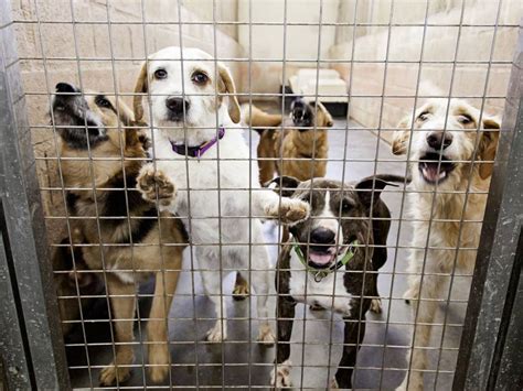 canile mariano|Adopter un chien en île